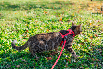 Cute little bengal kitty walking on the green grass and fallen autumn leaves