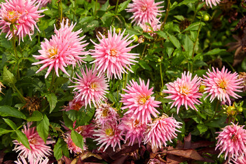 Spiky pink flowers growing in a beautiful garden in summer in Minneapolis Minnesota USA