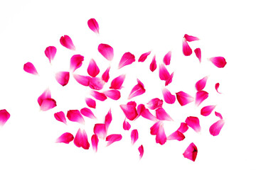 Petal of rose isolated on white background