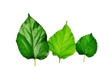 Green leaves of mulberry isolated on white background
