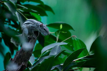 Squirrel on tree