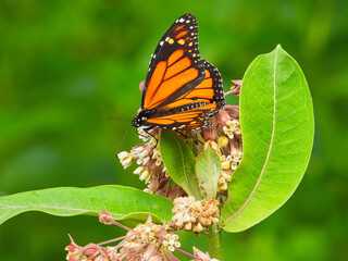 Monarch Butterfly Eats a Wildflower on a Summer Day with Bright Green Leaves and Pink and White Flower Bloom