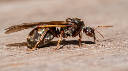 Queen Meat Ant at rest (Iridomyrmex purpureus) 