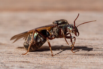 Queen Meat Ant at rest (Iridomyrmex purpureus) 