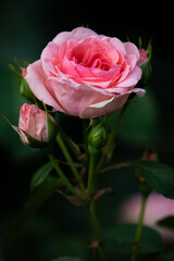 兵庫県神戸市岡本のバラ園。は５月に多くの種類のバラが楽しめる