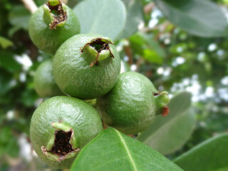 ストロベリーグァバの実