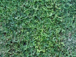 緑の葉の壁