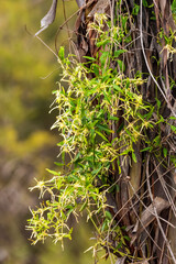 The creamy flowers and seedheads with fluffy white silvery beards of the creeper known as...