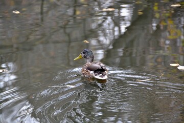 Duck swims away on the mirror surface of a forest pond