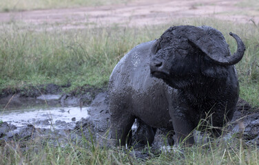 Fototapeta na wymiar An African buffalo or Cape buffalo (Syncerus caffer) in Tanzania. 