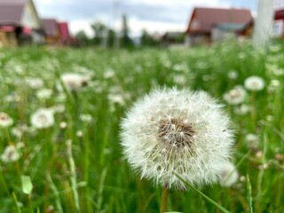 summer dandelion grass village blurred background