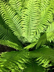 fern plant leaf macro green 2