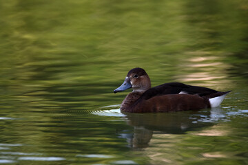 Female rosy-billed pochard,(Netta peposaca) on the water, Rosario, Argentina