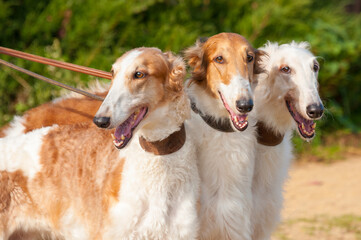 Three Borzoi Russian hounds on leads on sand . Concepts: dogs, hunting, posing