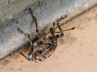 A small insect identified as a Weevil of the genus Pelororhinus