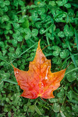 Red and Orange maple leaf on green clovers