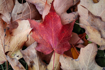 Bright red maple leaf on fallen autumn leaves