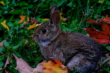 Naklejka na ściany i meble Wild eastern cottontail rabbit in fall