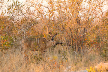 African Kudu Cow antelope in a South African wildlife reserve