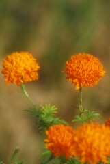 Beautiful field meadow flowers chamomile, blue wild peas in morning against blue sky with clouds, nature landscape, close-up macro. Wide format, copy space. Delightful pastoral airy artistic image.