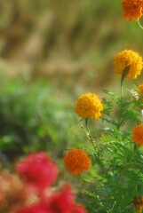 Beautiful field meadow flowers chamomile, blue wild peas in morning against blue sky with clouds, nature landscape, close-up macro. Wide format, copy space. Delightful pastoral airy artistic image.