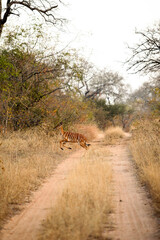 Female Ewe Nyala Buck in a South African wildlife reserve