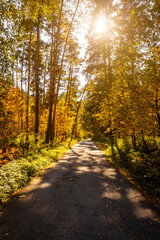 Narrow asphalt road through the autumn forest.