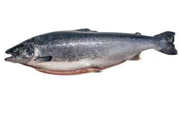 fresh fish on white background