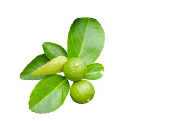 fresh basil isolated on white