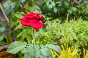 Fototapeta na wymiar red rose in the garden