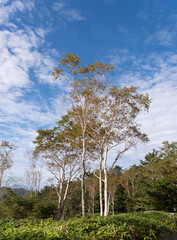 秋へ移り変わる高原　しらびそ高原