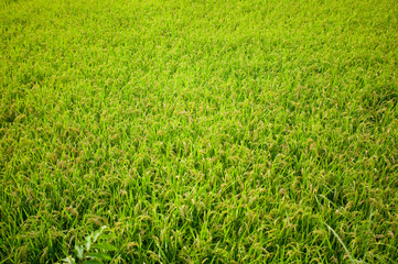 Obraz premium 米畑