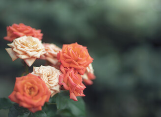 Orange rose flower on a green blur background.