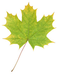 Fallen maple Leaf isolated