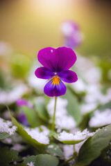 Flower of purple violet under snow