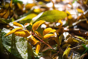 Wet leaves in various autumnal colors