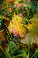 Wet leaves in various autumnal colors