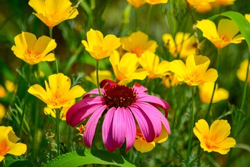花の中心部がクリのイガのように球状に大きく盛り上がり花が開くのでムラサキバレンギク（エキナセア・プルプレア）といいます