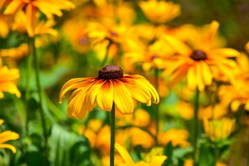 明治初期から親しまれてきたハルシャギク、６月頃に蛇の目のきれいな花を咲かせるのでそんな名前になりました