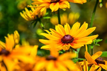 明治初期から親しまれてきたハルシャギク、６月頃に蛇の目のきれいな花を咲かせるのでそんな名前になりました