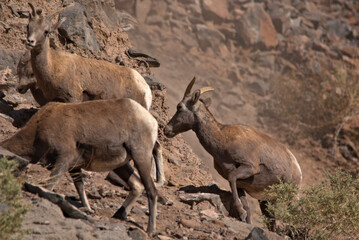 Herd of Big Horn Mountain Goats on a rocky outcrop