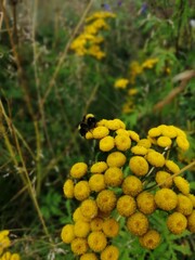 yellow flowers in the garden