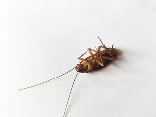 close up cockroach on white background