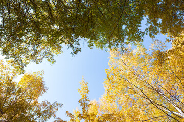 Autumn. Beautiful yellow birch leaves and branches of larch trees on a background of blue clear sky. Natural background. Place to insert text.