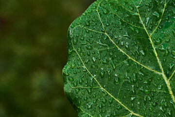 Water droplets on green leaves in rainy days