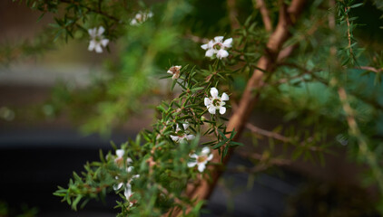 Close-up view of the tiny white flower on the plant