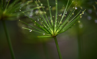 Water droplets on the flowers of the reeds on a rainy day