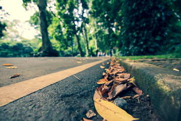 Yellow path line on the empty road side in the green forest