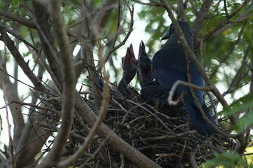 A house Crow and its chicks in a nest