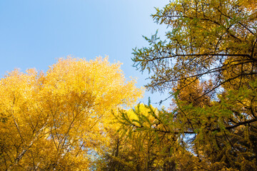 Autumn. Beautiful yellow birch leaves and branches of larch trees on a background of blue clear sky. Natural background. Place to insert text.